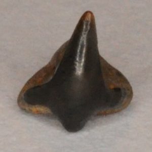 Angel Shark Cretaceous (Squatina hassei) Anterior tooth, New Jersey