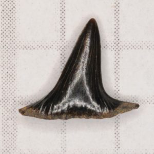Hybodont Shark Cretaceous (Meristodonoides sp.) Lateral tooth, New Jersey