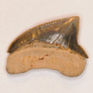 Crow Shark Cretaceous (Squalicorax pristodontus) Posterior tooth, New Jersey