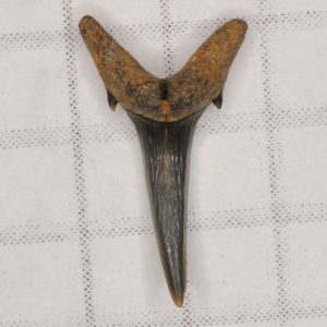 Sand Tiger Shark Cretaceous (Eostriatolamia holmdelensis) Anterior tooth, New Jersey