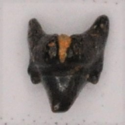Sand Tiger Shark Cretaceous (Odontaspis aculeatus) Intermediate tooth, New Jersey