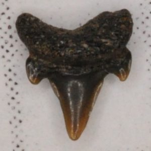 Sand Tiger Shark Cretaceous (Eostriatolamia holmdelensis) Posterior tooth, New Jersey