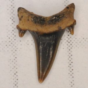 Sand Tiger Shark Cretaceous (Eostriatolamia holmdelensis) Lateral tooth, New Jersey