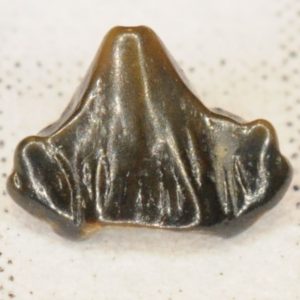 nurse decipiens njfossils jersey fossils shark