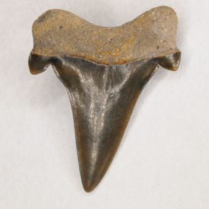 Mackerel Shark Cretaceous (Cretalamna appendiculata) Anterior tooth, New Jersey