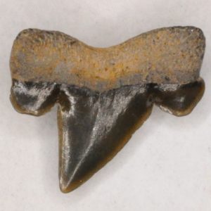 Mackerel Shark Cretaceous (Cretalamna appendiculata) Posterior tooth, New Jersey