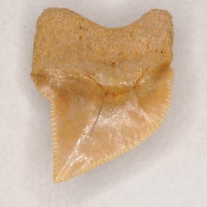 Crow Shark Cretaceous (Squalicorax kaupi) Anterolateral tooth, New Jersey