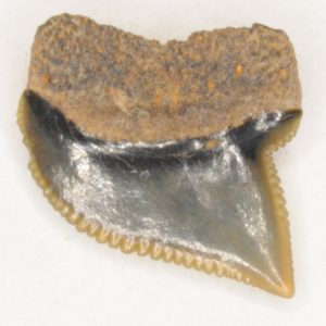 Crow Shark Cretaceous (Squalicorax kaupi) Lateral tooth, New Jersey