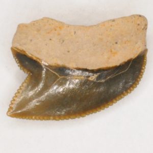 Crow Shark Cretaceous (Squalicorax kaupi) Posterior tooth, New Jersey