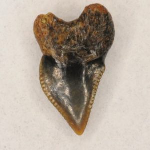 Crow Shark Cretaceous (Squalicorax kaupi) Symphyseal tooth, New Jersey