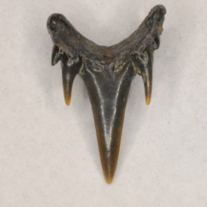 Sand Tiger Shark Cretaceous (Odontaspis aculeatus) Anterior tooth, New Jersey