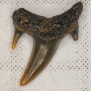 Sand Tiger Shark Cretaceous (Odontaspis aculeatus) Lateral tooth, New Jersey