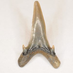 Sand Tiger Shark Cretaceous (Carcharias samhammeri) Anterior tooth, New Jersey