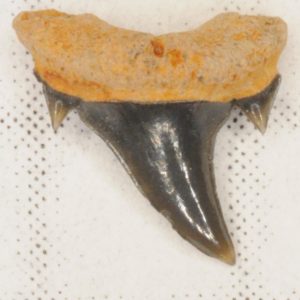 Sand Tiger Shark Cretaceous (Carcharias samhammeri) Posterior tooth, New Jersey
