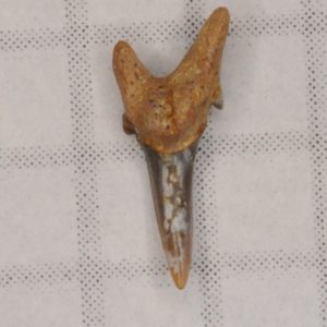 Sand Tiger Shark Cretaceous (Carcharias samhammeri) Parasymphyseal tooth, New Jersey