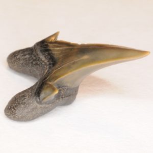 Mackerel Shark Cretaceous (Archaeolamna kopingensis) Anterior tooth, New Jersey