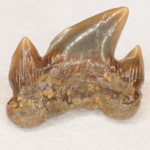 Mackerel Shark Cretaceous (Archaeolamna kopingensis) Posterior tooth, New Jersey