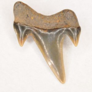 Mackerel Shark Cretaceous (Archaeolamna kopingensis) Intermediate tooth, New Jersey