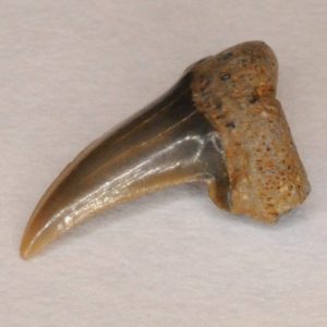 Thresher Shark Cretaceous (Paranomotodon angustidens) Posterior tooth, New Jersey