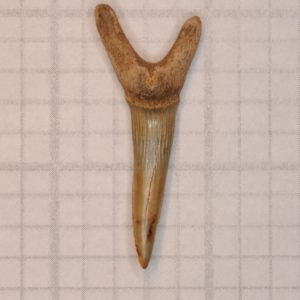 Goblin Shark Cretaceous (Scapanorhynchus texanus) Upper Anterior Tooth, New Jersey