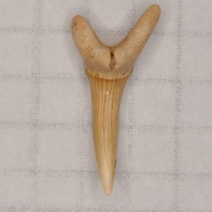 Goblin Shark Cretaceous (Scapanorhynchus texanus) Lower Anterior Tooth, New Jersey