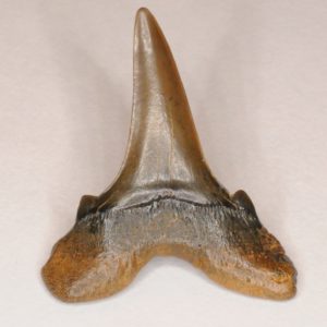 Goblin Shark Cretaceous (Scapanorhynchus texanus) Lower Lateral Tooth, New Jersey