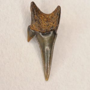 Goblin Shark Cretaceous (Scapanorhynchus texanus) Symphyseal Tooth - Labial View, New Jersey