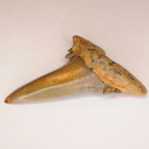 Goblin Shark Cretaceous (Scapanorhynchus texanus) Upper Lateral Tooth, New Jersey