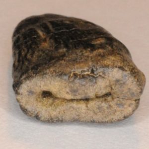 Dryptosaur-tooth-5-300x300.jpg