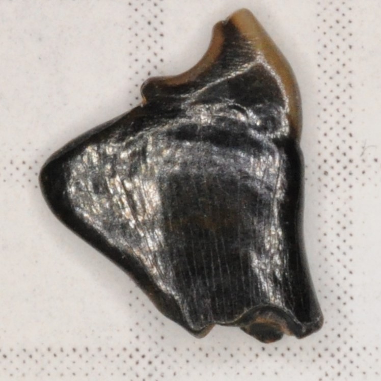 Hadrodus priscus - NJfossils.com - New Jersey Fossils