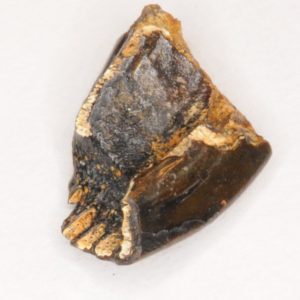 Ratfish (Ischyodus bifurcatus) Vomerine Mouth Plate fossil, New Jersey