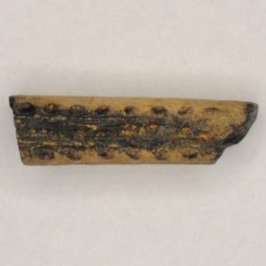 Ratfish (Ischyodus bifurcatus) Fin Spine fossil, New Jersey