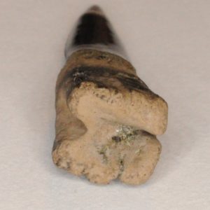 Sawfish - Ischyrhiza mira - NJfossils.com - New Jersey Fossils