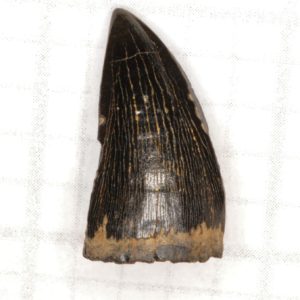 Mosasaur-tooth-16-300x300.jpg
