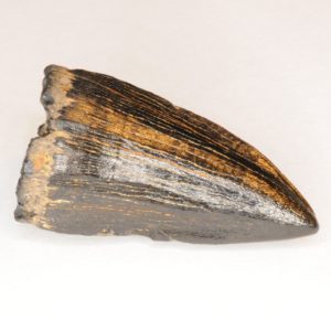 Mosasaur-tooth-17-300x300.jpg