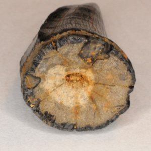 Mosasaur-tooth-18-300x300.jpg