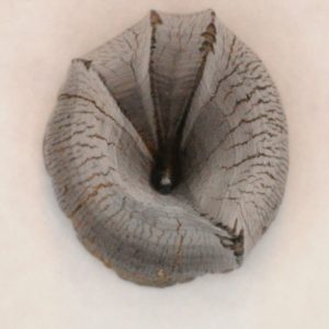 Mosasaur Cretaceous tooth, Monmouth County, New Jersey - Occlusal View