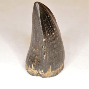 Mosasaur-tooth-20-300x300.jpg