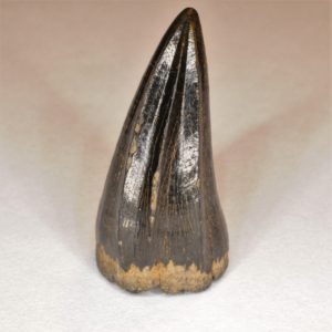 Mosasaur Cretaceous tooth, Monmouth County, New Jersey - Anterior View